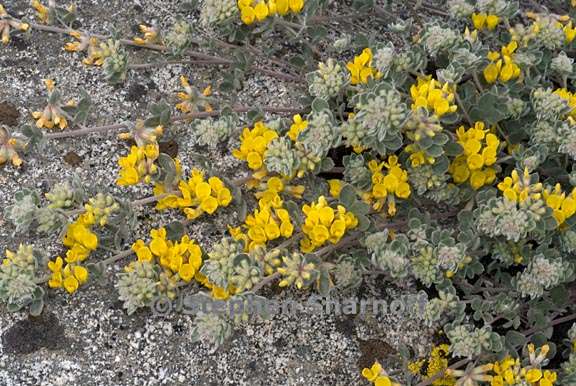 acmispon argophyllus var fremontii 2 graphic